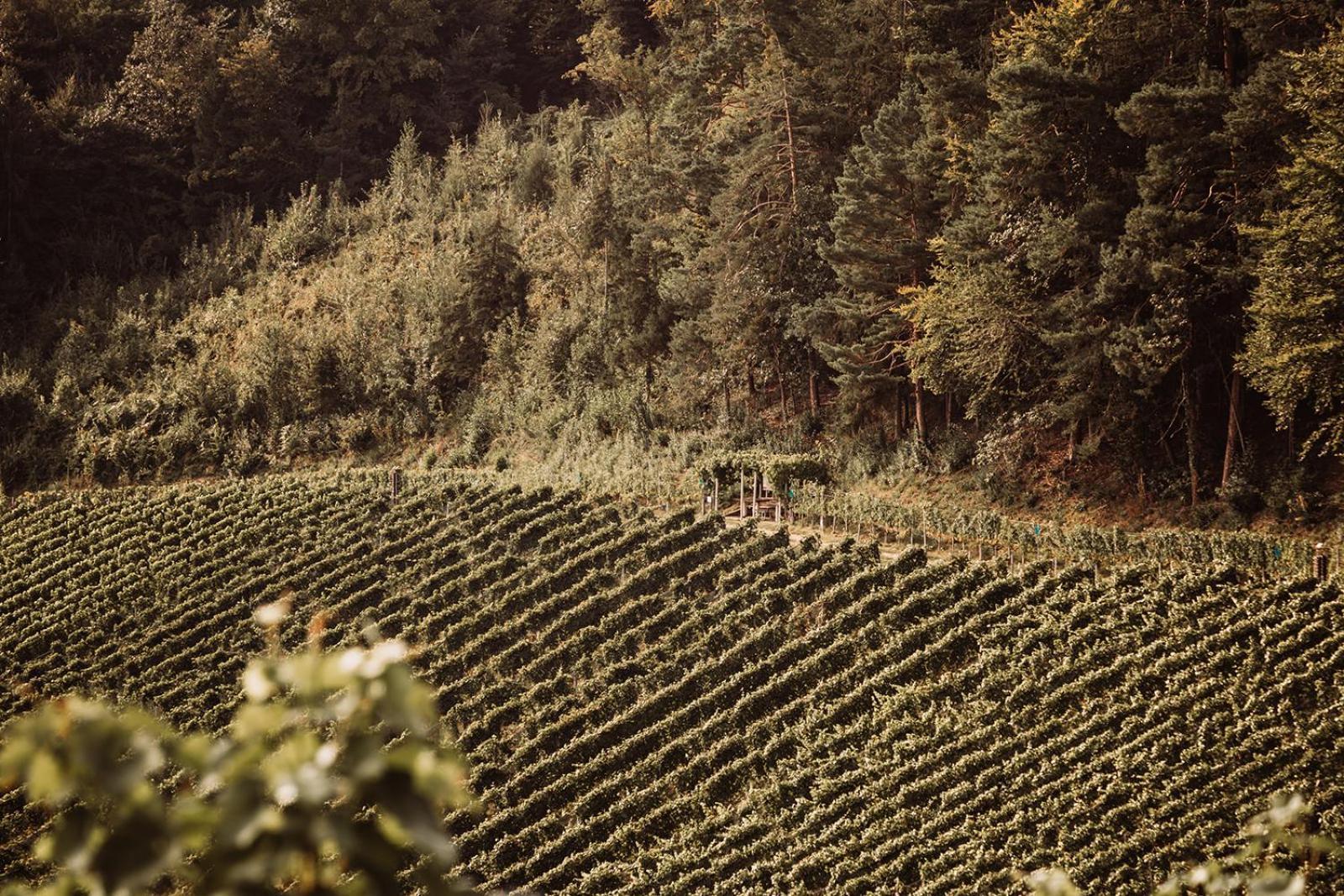 Villa Weingut Kollerhof am Eichberg Leutschach Exterior foto